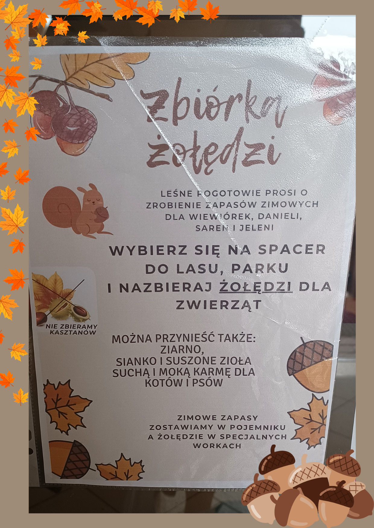 Zbiórka żołędzi